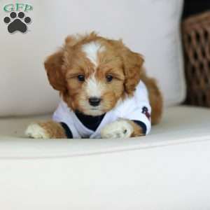 Mason, Cavapoo Puppy